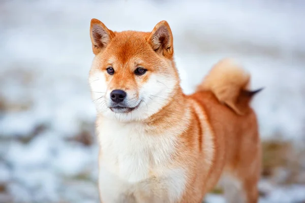 Pelirroja perro japonés Shiba Inu — Foto de Stock