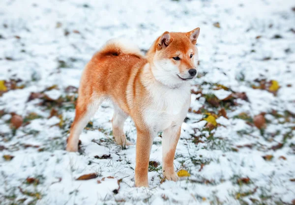 Rudy pies japoński Shiba Inu — Zdjęcie stockowe