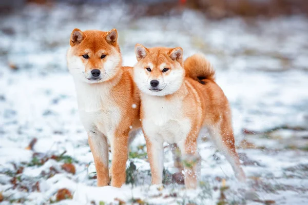 Рыжая собака японская Сиба Ину — стоковое фото