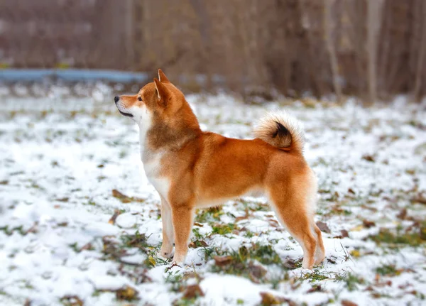 Vörös hajú kutya japán Shiba Inu — Stock Fotó