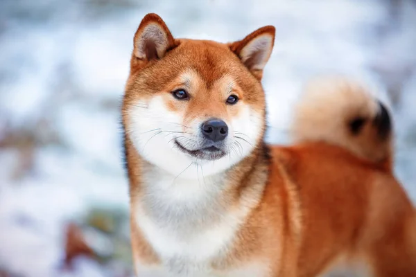 Shiba cão cão deitado no branco com expressão feliz e sorridente — Fotografia de Stock