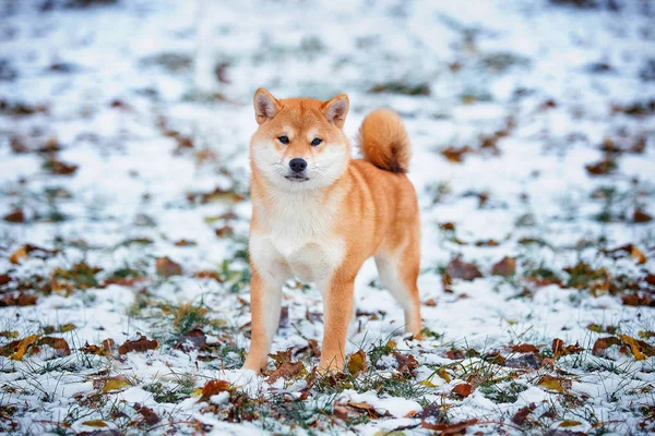 Cane rosso giapponese Shiba Inu — Foto Stock