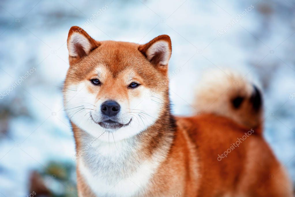 Shiba dog lying on white with happy and smiling expression