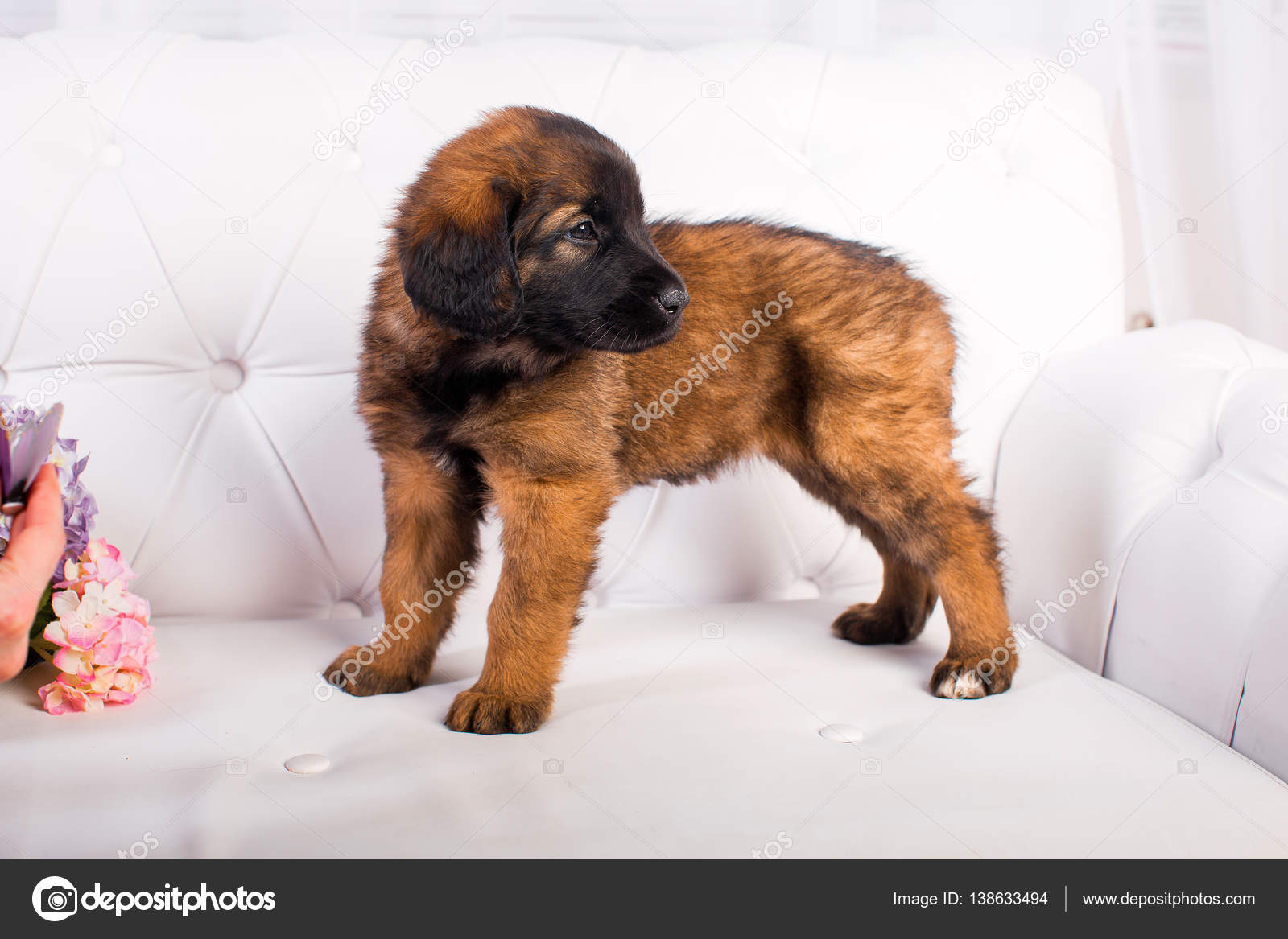 Leonberger Baby Stockfotos Und Bilder Kaufen Alamy