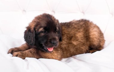Beyaz koltuk üzerinde Leonberger köpek yavrusu