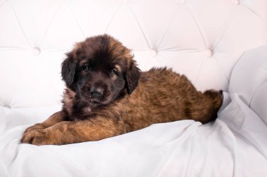 Beyaz koltuk üzerinde Leonberger köpek yavrusu