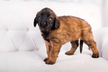 Beyaz koltuk üzerinde Leonberger köpek yavrusu