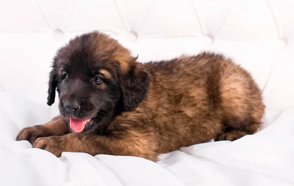 白いソファの上のレオンベルガーの子犬 — ストック写真