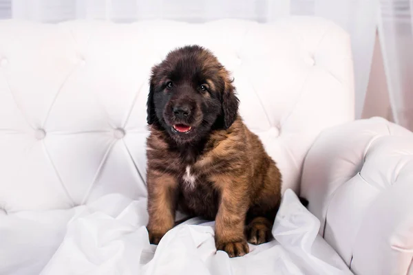 Щенок leonberger на белом диване — стоковое фото