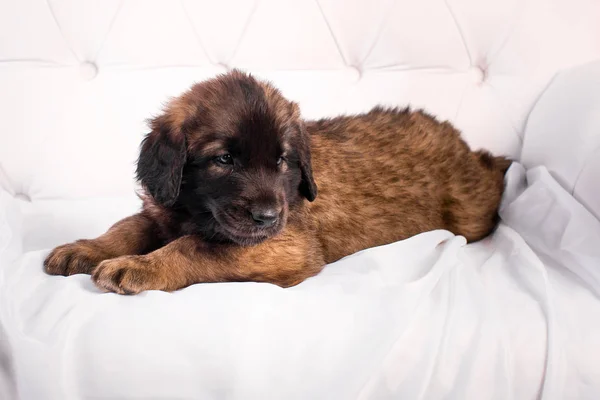 Щенок leonberger на белом диване — стоковое фото