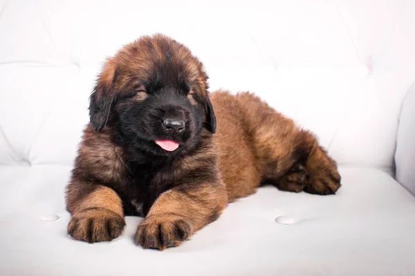 Щенок leonberger на белом диване — стоковое фото