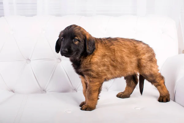 Leonberger puppy on a white sofa — Stock Photo, Image