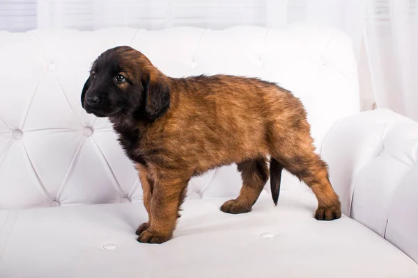 Щенок leonberger на белом диване — стоковое фото