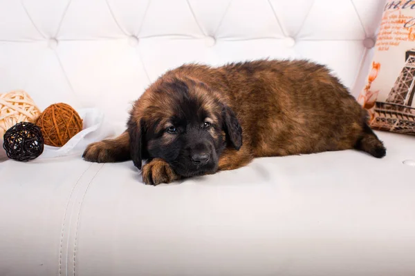 Leonberger szczeniak na białej kanapie — Zdjęcie stockowe