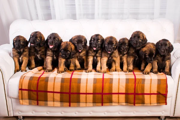 Beyaz koltuk üzerinde Leonberger köpek yavrusu