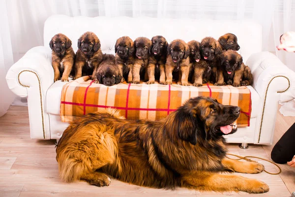Beyaz koltuk üzerinde Leonberger köpek yavrusu