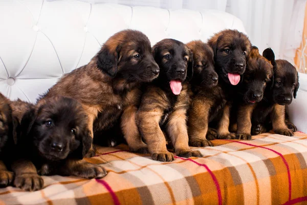 Leonberger puppy on a white sofa — Stock Photo, Image