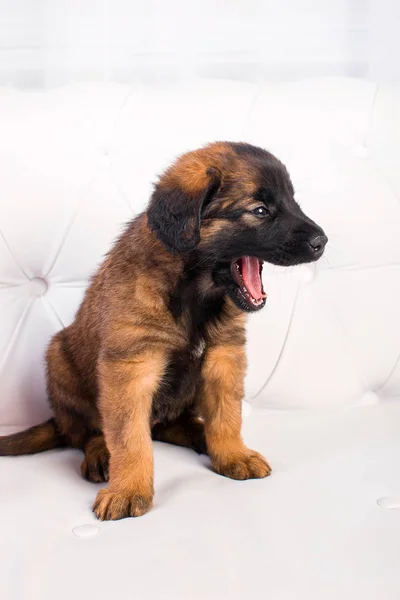 Leonberger κουτάβι σε ένα λευκό καναπέ Φωτογραφία Αρχείου