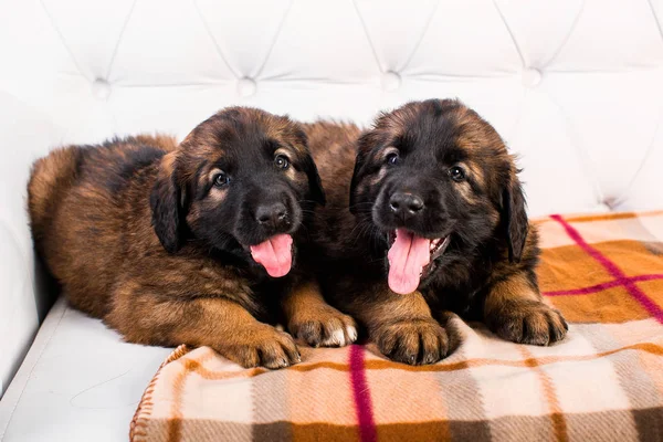 Leonberger κουτάβι σε ένα λευκό καναπέ Εικόνα Αρχείου