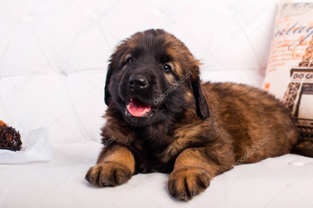 leonberger puppy on a white sofa