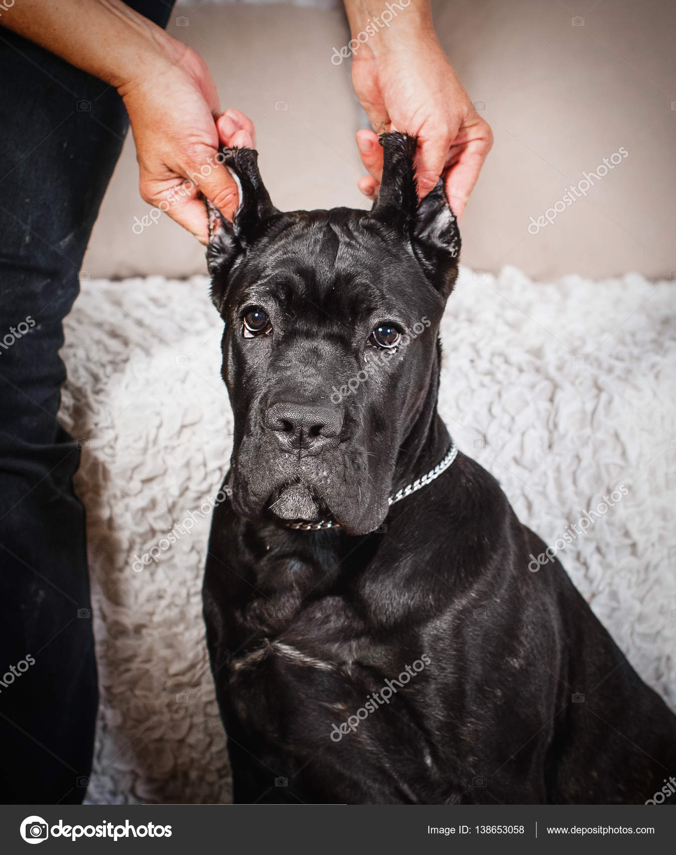 Cane Corso Puppy On A White Background Stock Photo