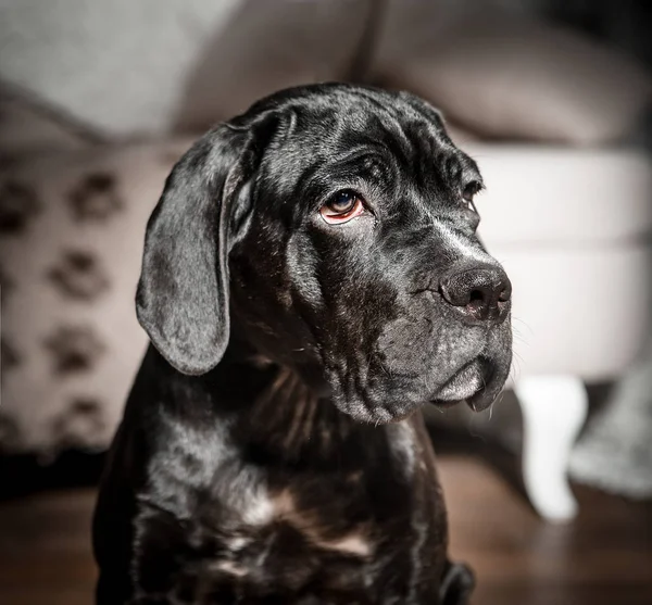 Cane corso pup op een witte achtergrond — Stockfoto