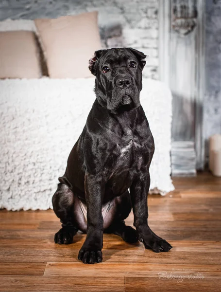 Щенок Cane Corso на белом фоне — стоковое фото