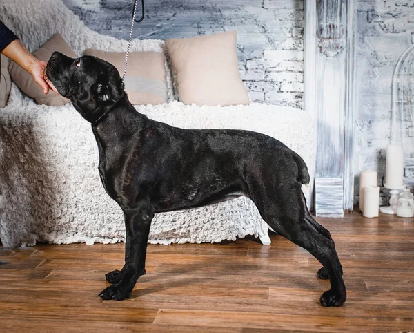 Cane corso kölyök fehér alapon — Stock Fotó