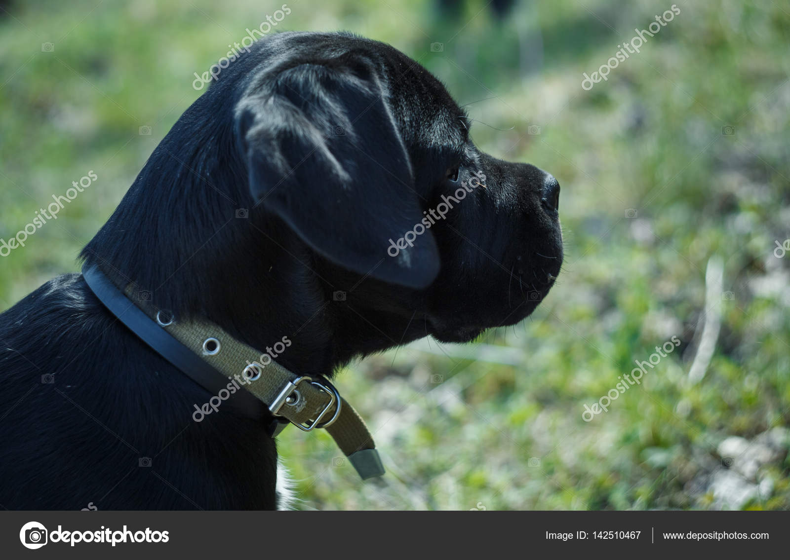 Puppy Cane Corso Black Color On The Background Of Nature