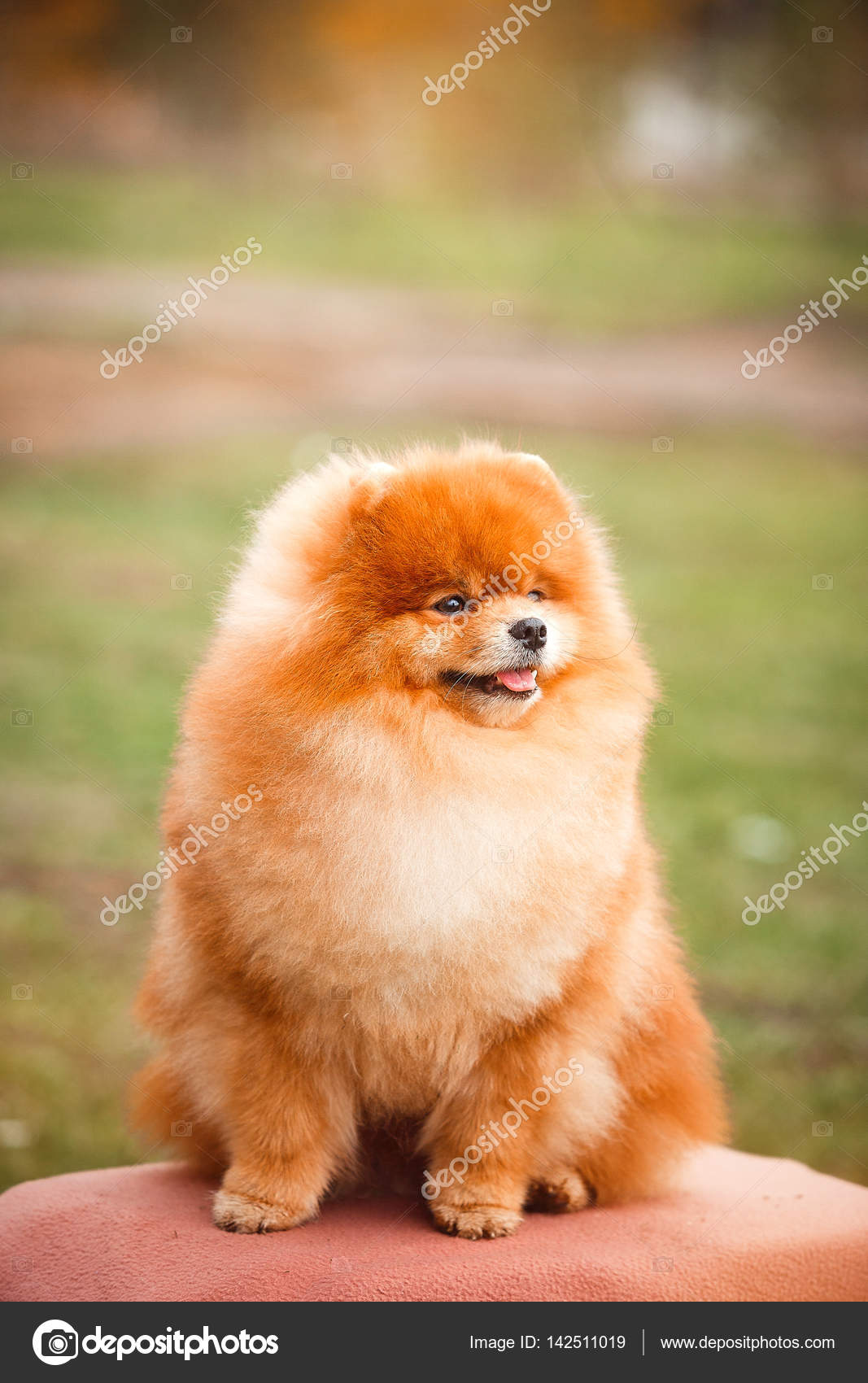 博美犬红发性质——图库图片© Akbudak #142511019, image size:1067x1700