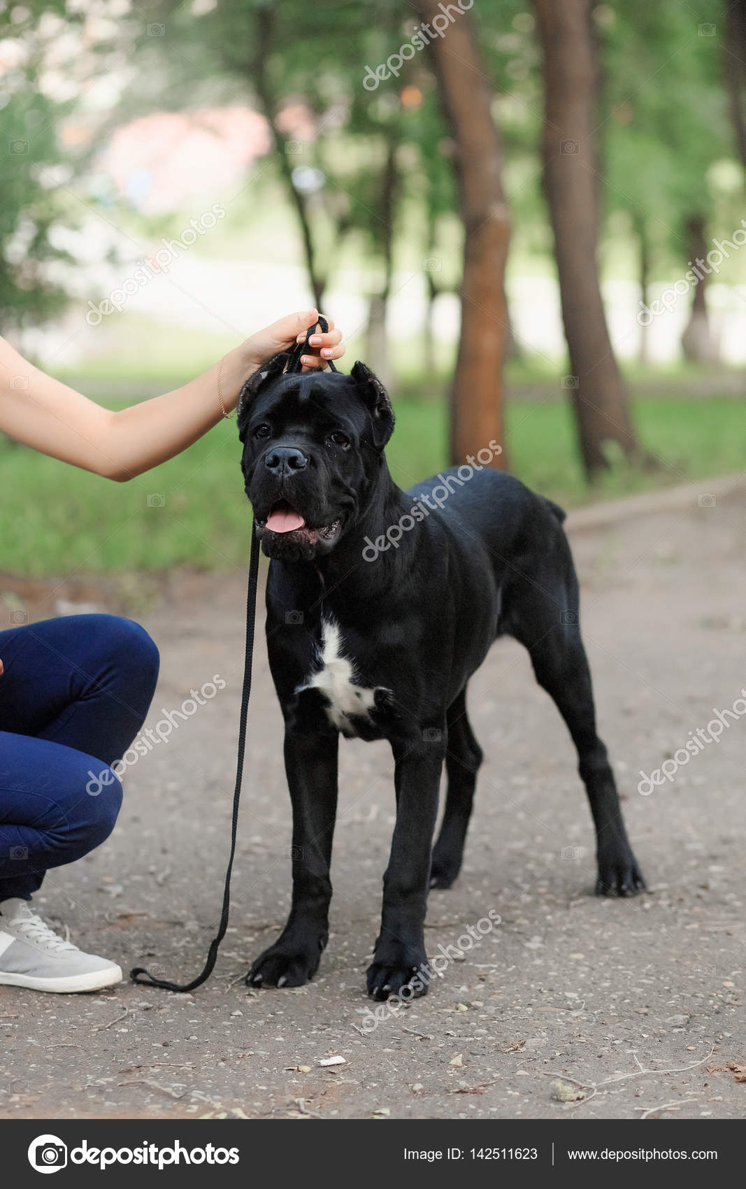 Handler With A Dog Cane Corso Italian Mastiff Stock Photo