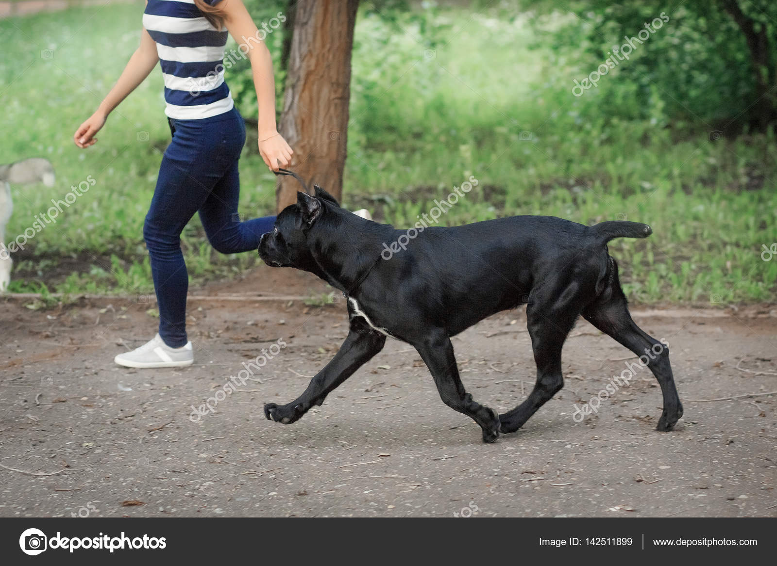 Handler With A Dog Cane Corso Italian Mastiff Stock Photo
