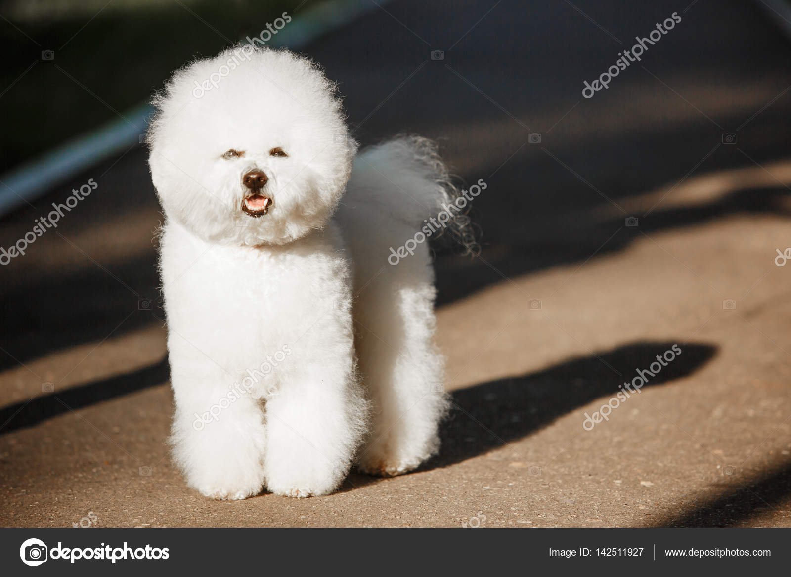 bichon frise coat