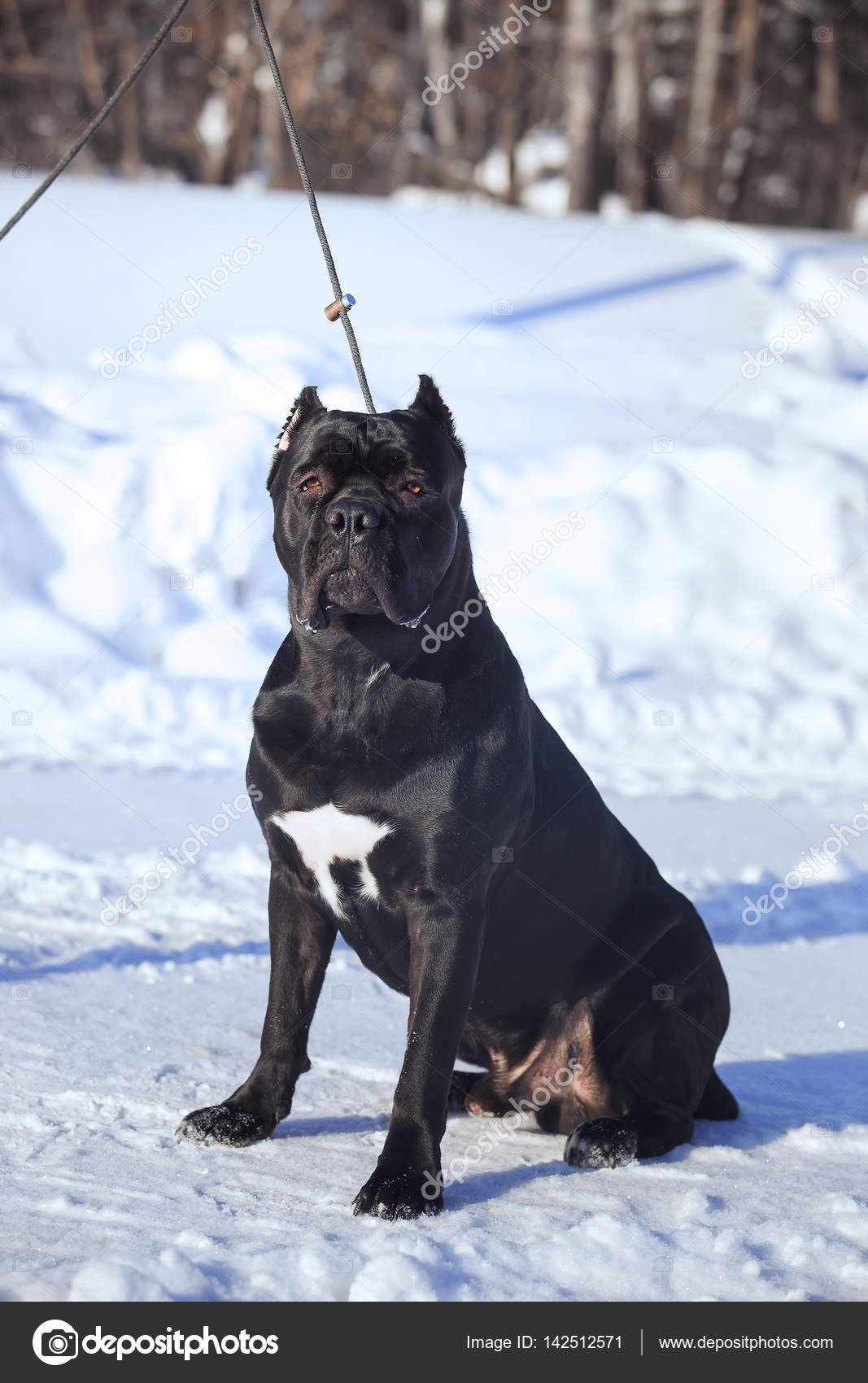 Cane corso italiano dog winter portrait — Stock Photo © Akbudak 142512571