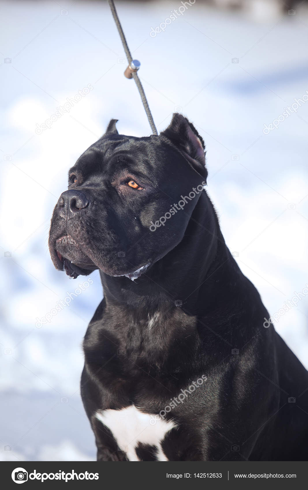 Cane Corso Italiano Dog Winter Portrait Stock Photo