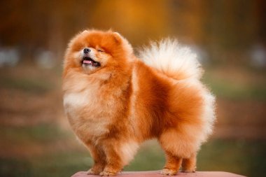 Doğa Pomeranian redhead