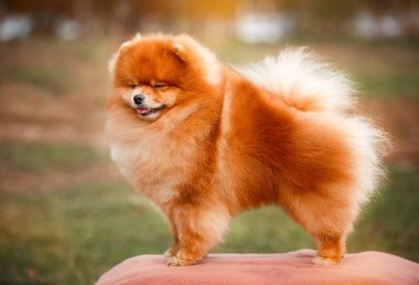 Doğa Pomeranian redhead
