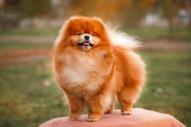 Doğa Pomeranian redhead