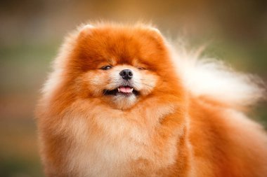 Doğa Pomeranian redhead