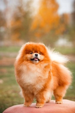 Doğa Pomeranian redhead
