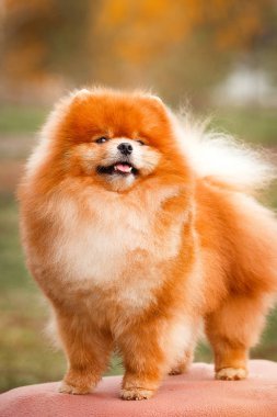 Doğa Pomeranian redhead