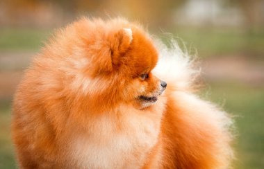 Doğa Pomeranian redhead