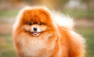 Doğa Pomeranian redhead