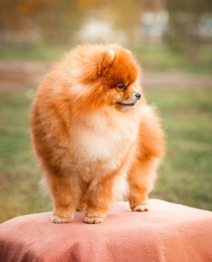 Doğa Pomeranian redhead