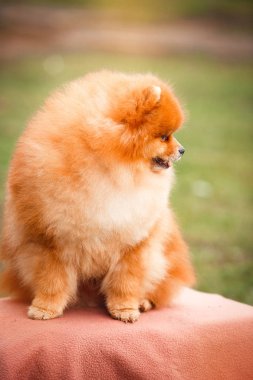 Doğa Pomeranian redhead