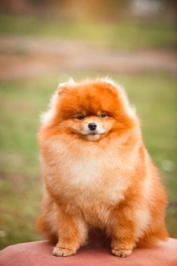 Doğa Pomeranian redhead