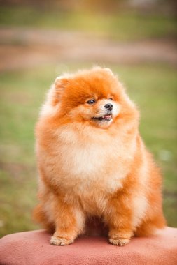 Doğa Pomeranian redhead