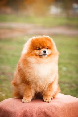 Doğa Pomeranian redhead