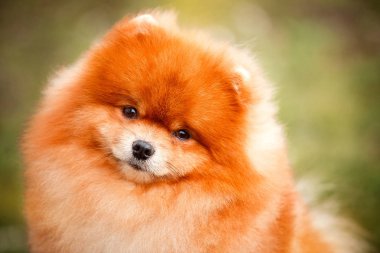 Doğa Pomeranian redhead