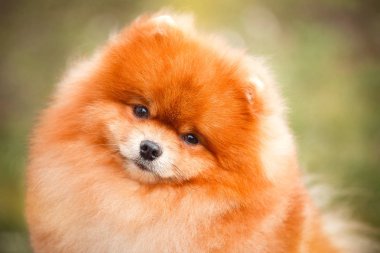 Doğa Pomeranian redhead